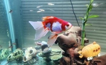 Green Lake Tropical Fish Farm