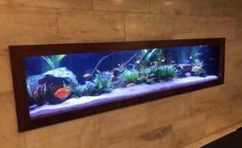 Aquarium Headquarters Maintenance, Service & Luxury Aquarium Installation Co.