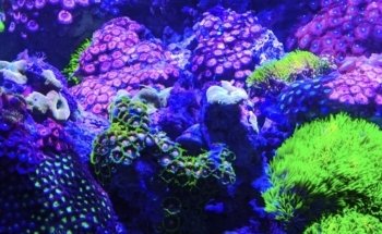 Aquarium Headquarters Maintenance, Service & Luxury Aquarium Installation Co.