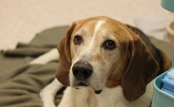 Community Critter Care