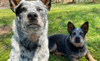 Community Critter Care