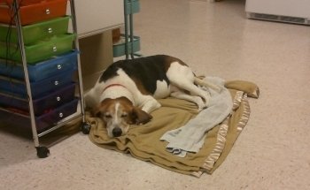 Community Critter Care