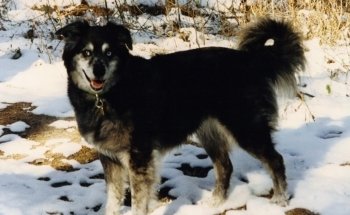 Cuidado de Criaturas Comunitarias