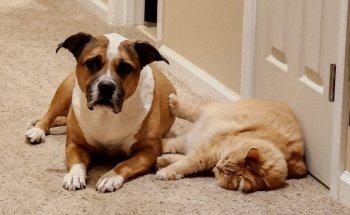 Community Critter Care