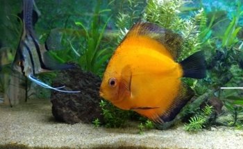 Acuario Escamas