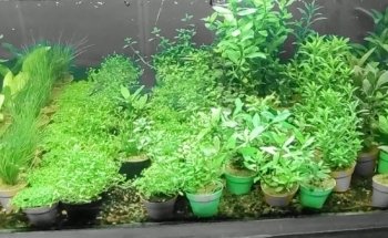 Acuario Escamas
