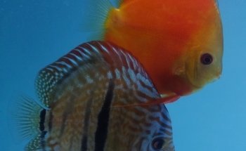 Acuario Escamas