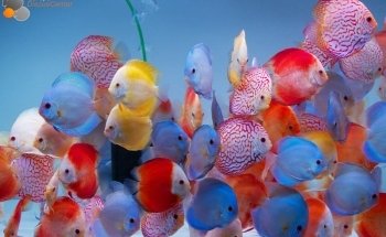 Acuario Escamas