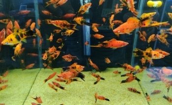 Acuario Escamas