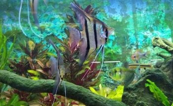 Acuario Escamas