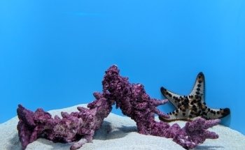 Seattle Aquarium Ocean Pavilion