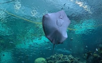 Seattle Aquarium Ocean Pavilion