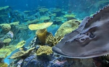 Seattle Aquarium Ocean Pavilion