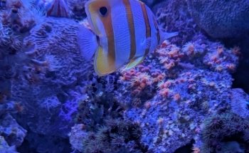 Seattle Aquarium Ocean Pavilion