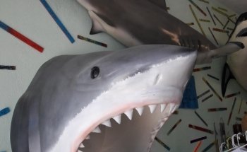 Shark Park NSB-Shark Capital of the World
