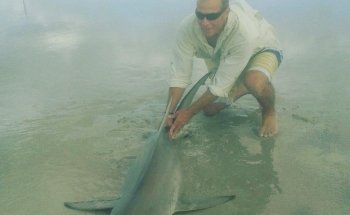Shark Park NSB - Capital Mundial de los Tiburones