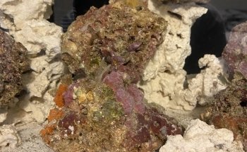 Salty Underground