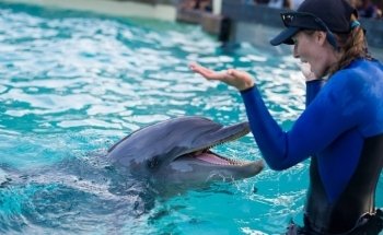 Dolphin Encounter