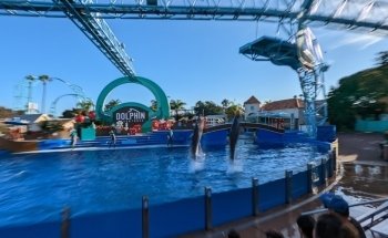 Encuentro con delfines