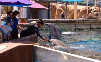 Dolphin Encounter