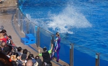 Dolphin Encounter