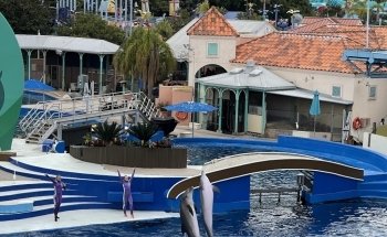 Dolphin Encounter