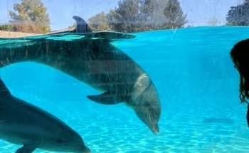 Dolphin Encounter