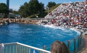 Dolphin Encounter