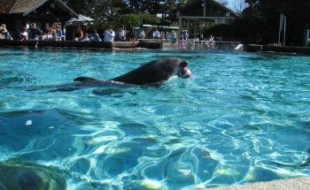 Dolphin Encounter