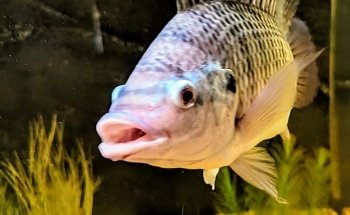 Welaka National Fish Hatchery - Aquarium