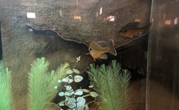 Welaka National Fish Hatchery - Aquarium