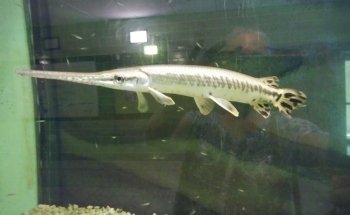 Welaka National Fish Hatchery - Aquarium