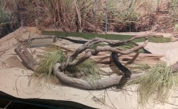 Welaka National Fish Hatchery - Aquarium