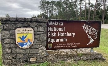 Welaka National Fish Hatchery - Aquarium