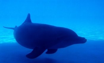 Dolphin Harbor