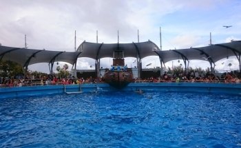 Puerto de Delfines