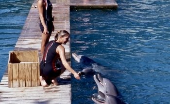 Dolphin Harbor