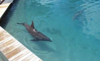 Dolphin Harbor
