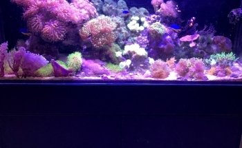 Zen Aquatics