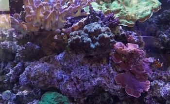 Zen Aquatics