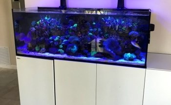 Zen Aquatics