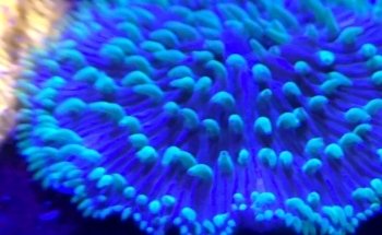Zen Aquatics