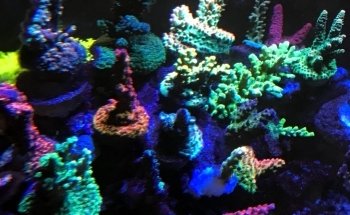 Zen Aquatics