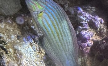 Zen Aquatics