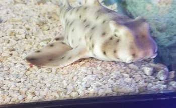 Zen Aquatics
