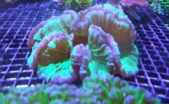 Zen Aquatics