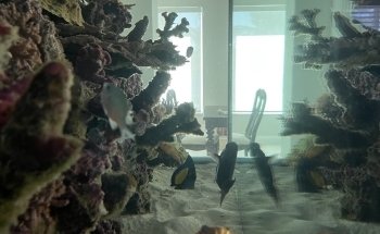 Elite Aquatic Concepts LLC