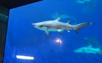 Colorado Ocean Journey