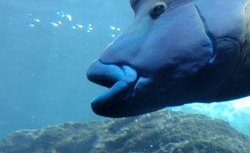 Colorado Ocean Journey