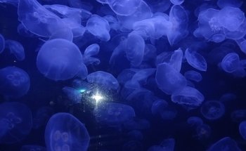 Colorado Ocean Journey